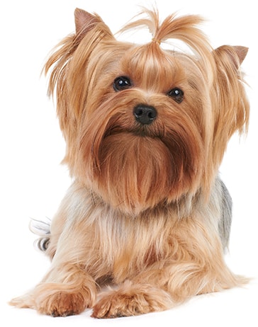 Central Bark Pet Styling – We Groom Dogs Because We Love Them